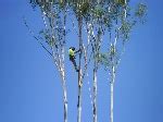 tree trimming toowoomba|DJ Tree Services.